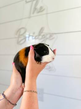 Rescue Guinea Pig Guinea Pigs for Adoption in Charleston, South Carolina - Frappe & Mocha | PetCurious